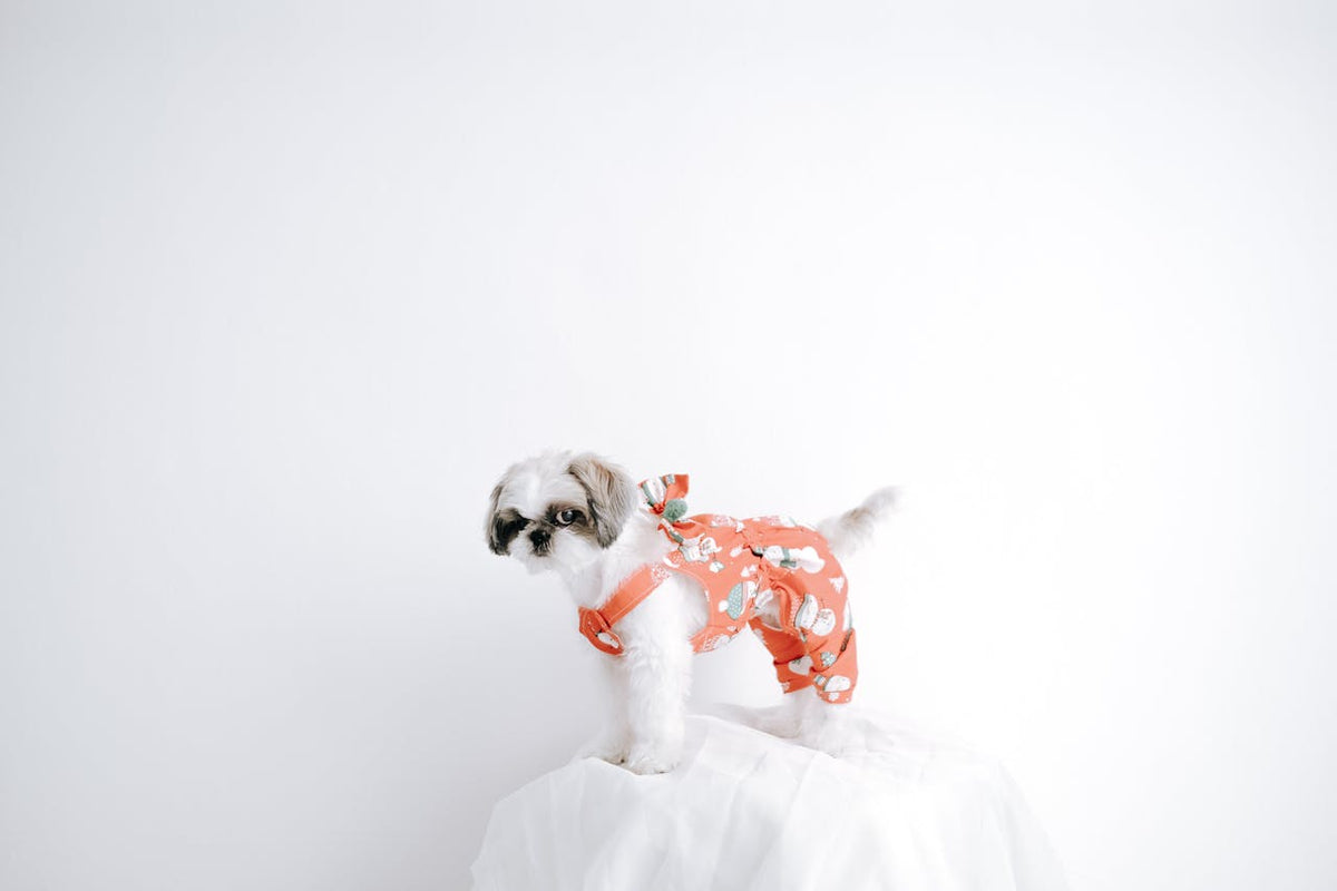 Pet Apparel
