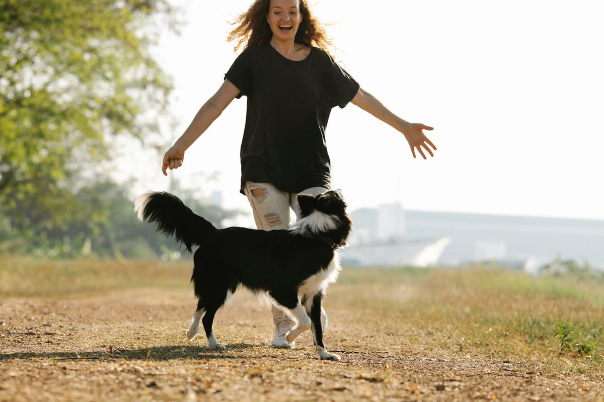 Collars & Walking Gear